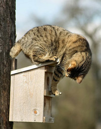 cat-bird-feeder