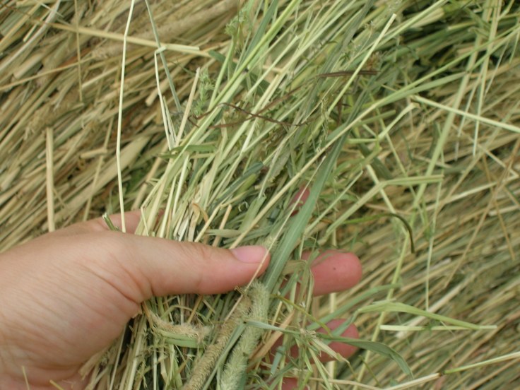 Difference Between Straw and Hay